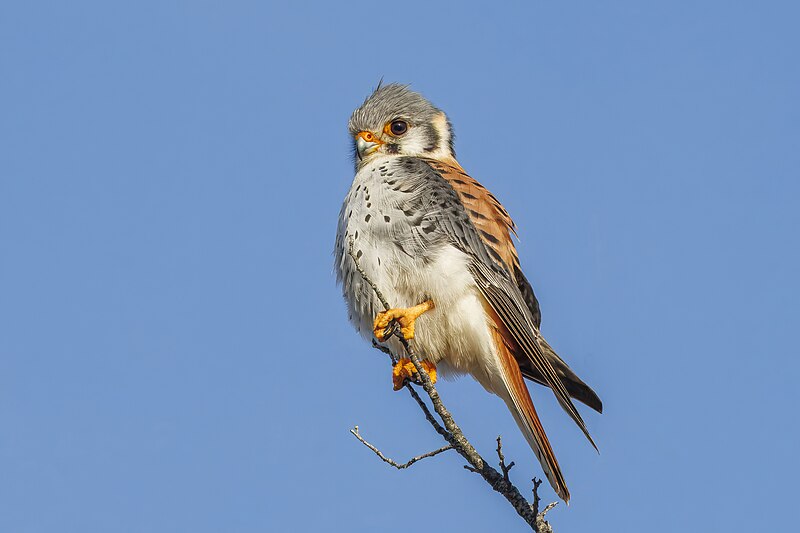 American Kestrel (Falco sparverius) photo