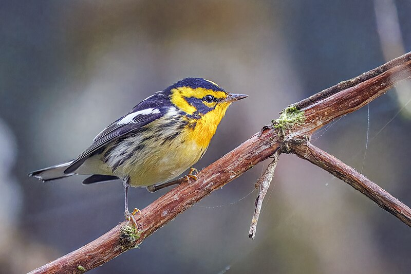 Blackburnian Warbler (Setophaga fusca) photo