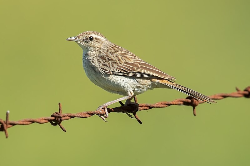 Rufous Songlark (Cincloramphus mathewsi) photo