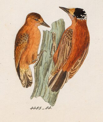 Chestnut Piculet (Picumnus cinnamomeus) photo