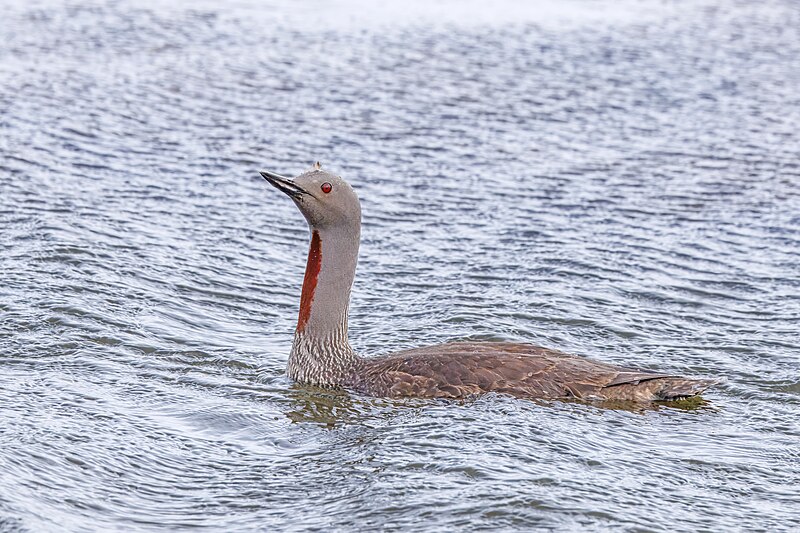 Red-throated Loon (Gavia stellata) photo