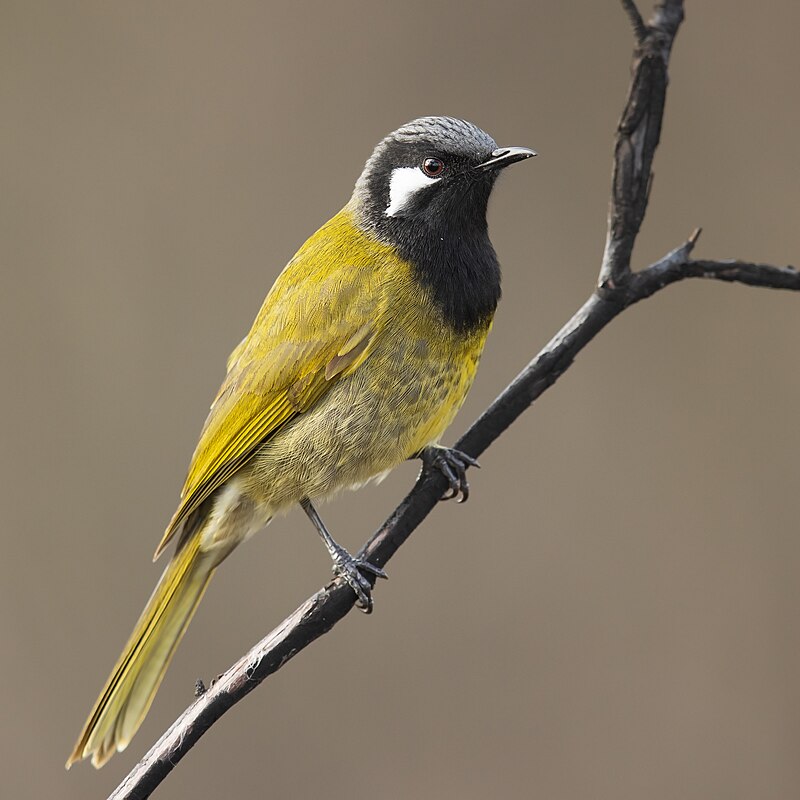 White-eared Honeyeater (Nesoptilotis leucotis) photo