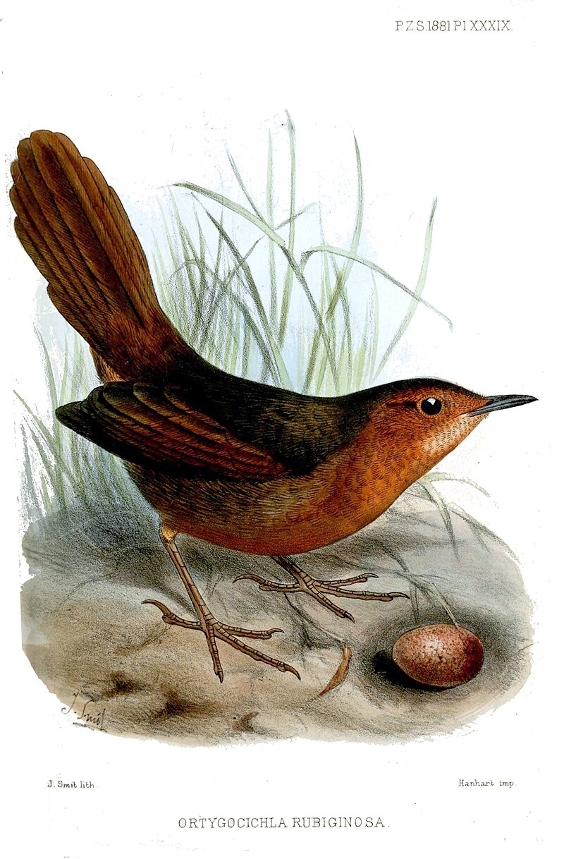Rusty Thicketbird (Cincloramphus rubiginosus) photo