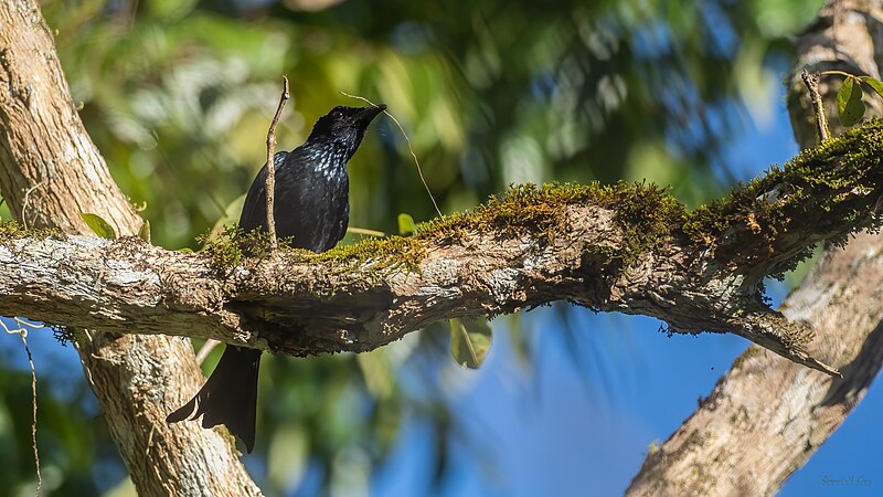 Palawan Drongo (Dicrurus palawanensis) photo
