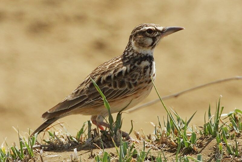 Short-tailed Lark (Spizocorys fremantlii) photo