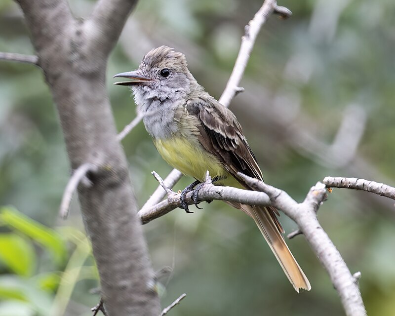 Great Crested Flycatcher (Myiarchus crinitus) photo