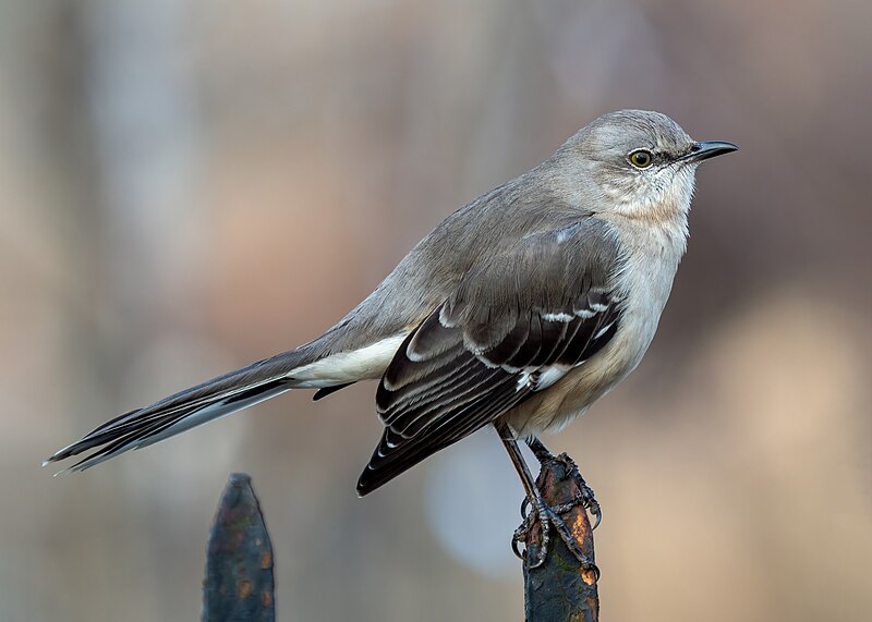 Northern Mockingbird (Mimus polyglottos) photo