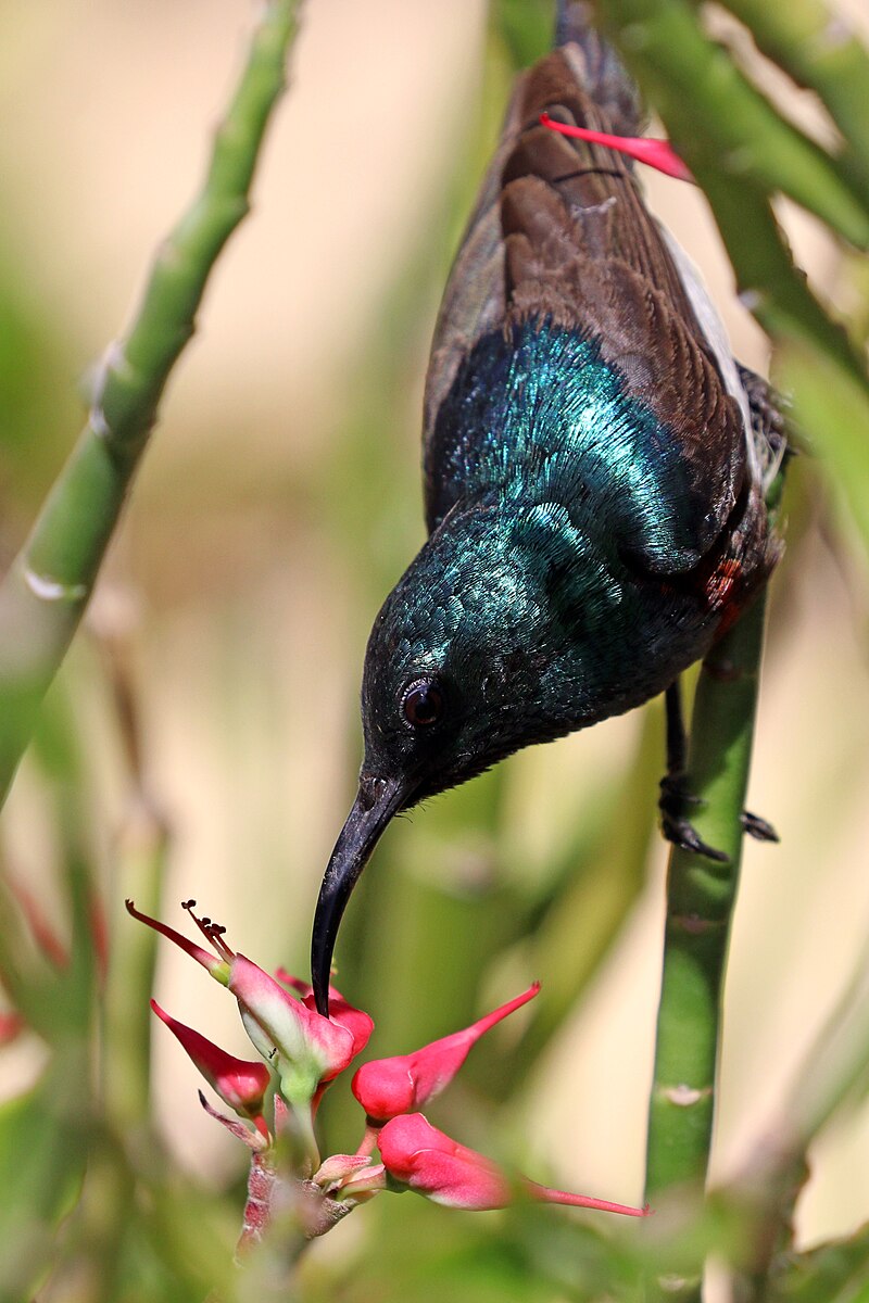 Souimanga Sunbird (Cinnyris sovimanga) photo