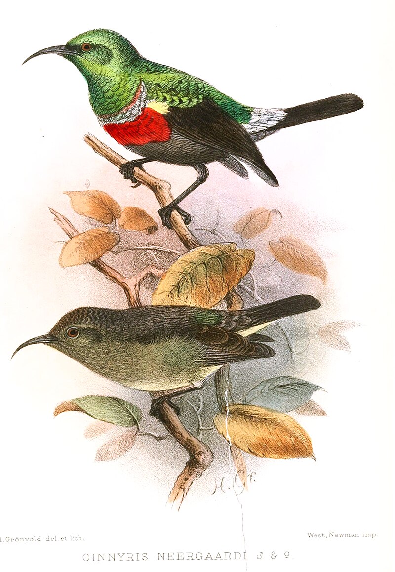 Neergaard's Sunbird (Cinnyris neergaardi) photo