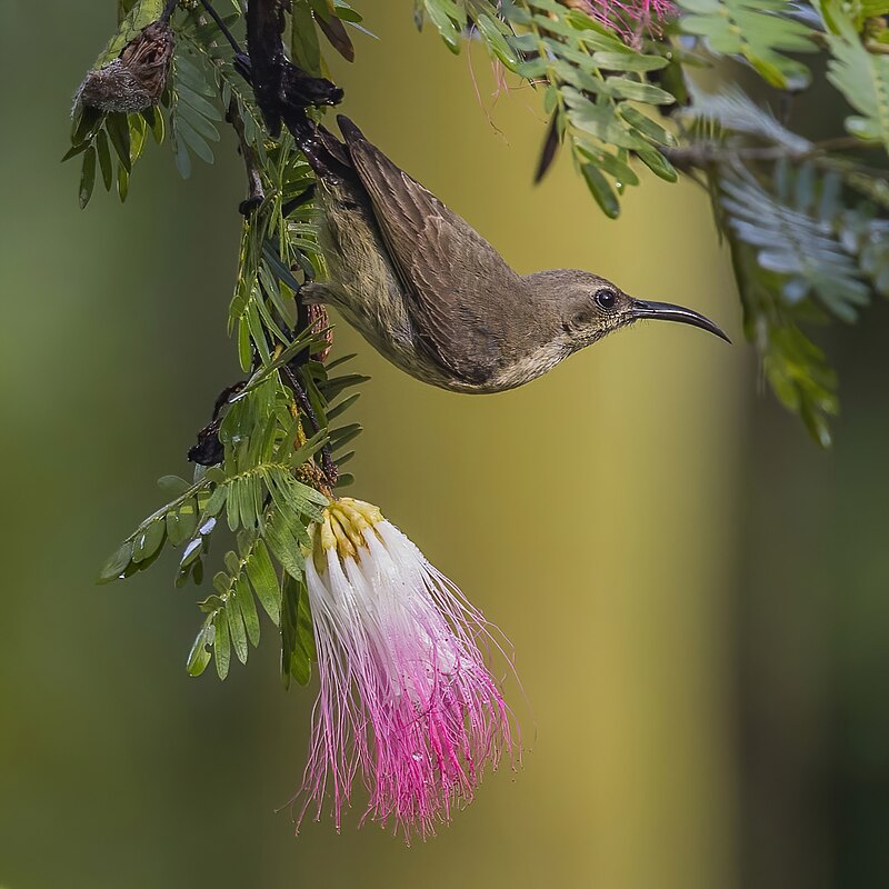 Copper Sunbird (Cinnyris cupreus) photo