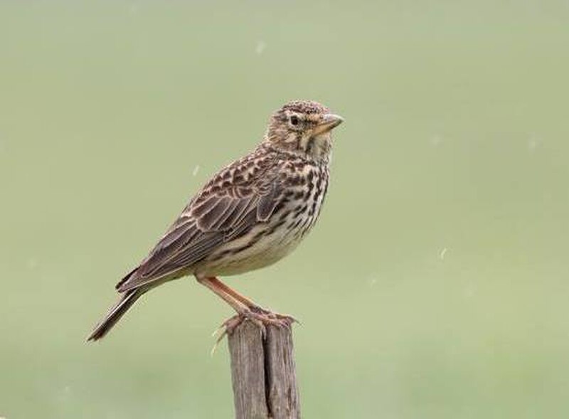Large-billed Lark (Galerida magnirostris) photo