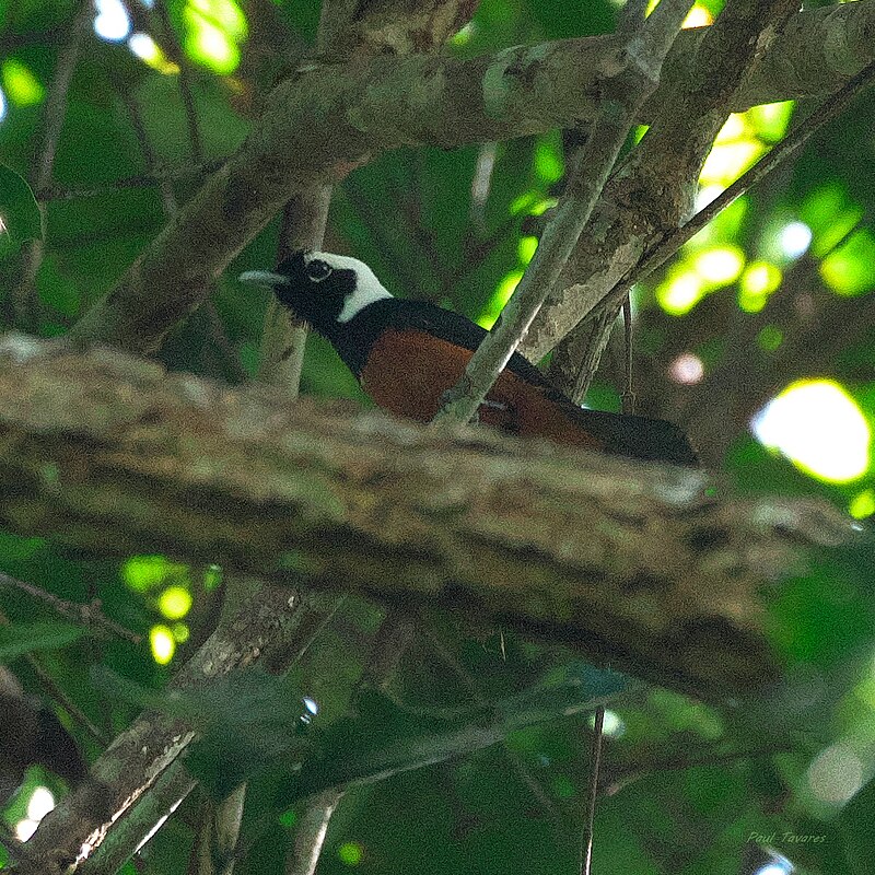 White-capped Monarch (Monarcha richardsii) photo