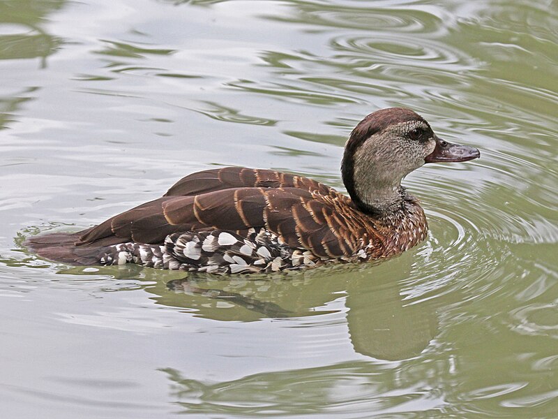 Spotted Whistling-Duck (Dendrocygna guttata) photo