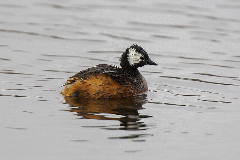 White-tufted Grebe (Rollandia rolland) photo