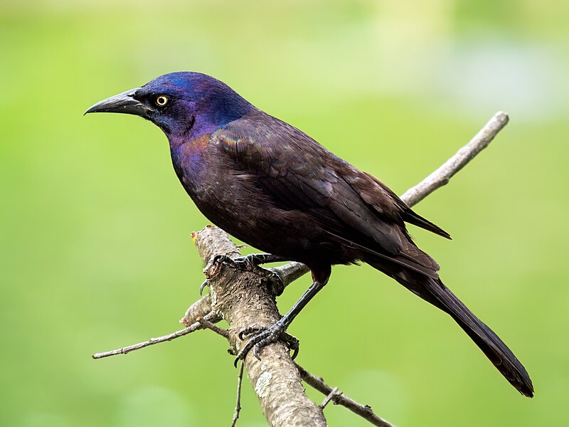 Common Grackle (Quiscalus quiscula) photo