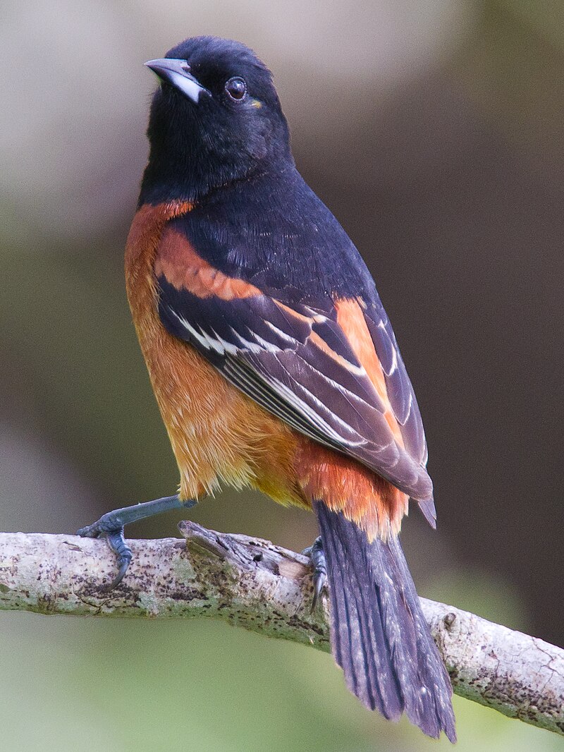 Orchard Oriole (Icterus spurius) photo
