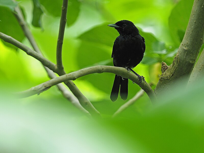 Marquesan Monarch (Pomarea mendozae) photo