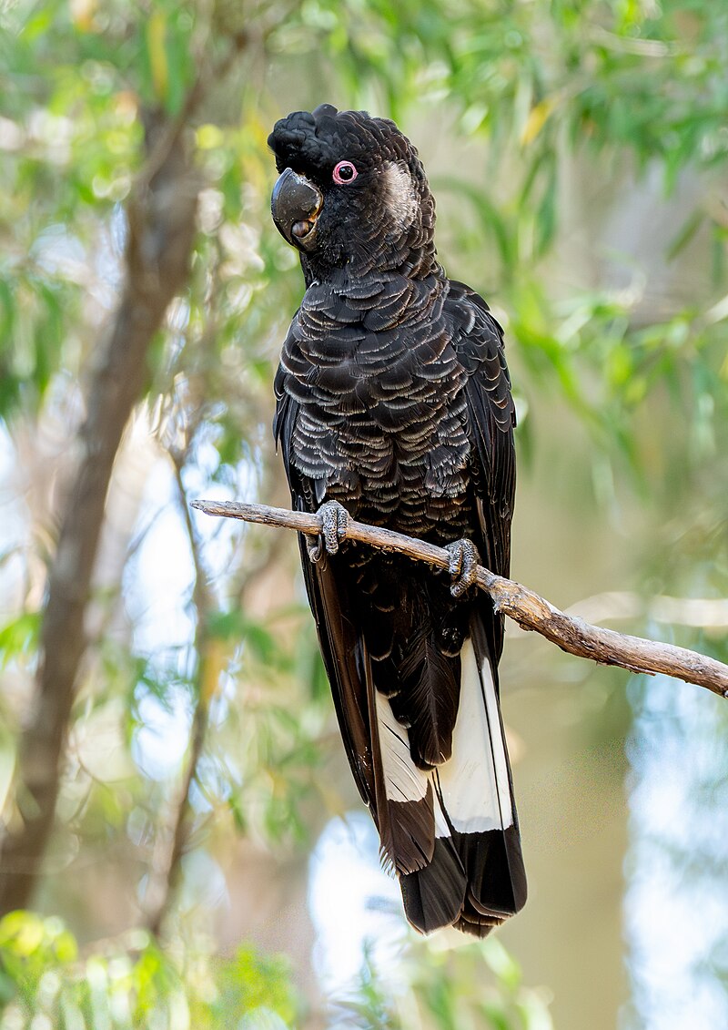Carnaby's Black-Cockatoo (Zanda latirostris) photo