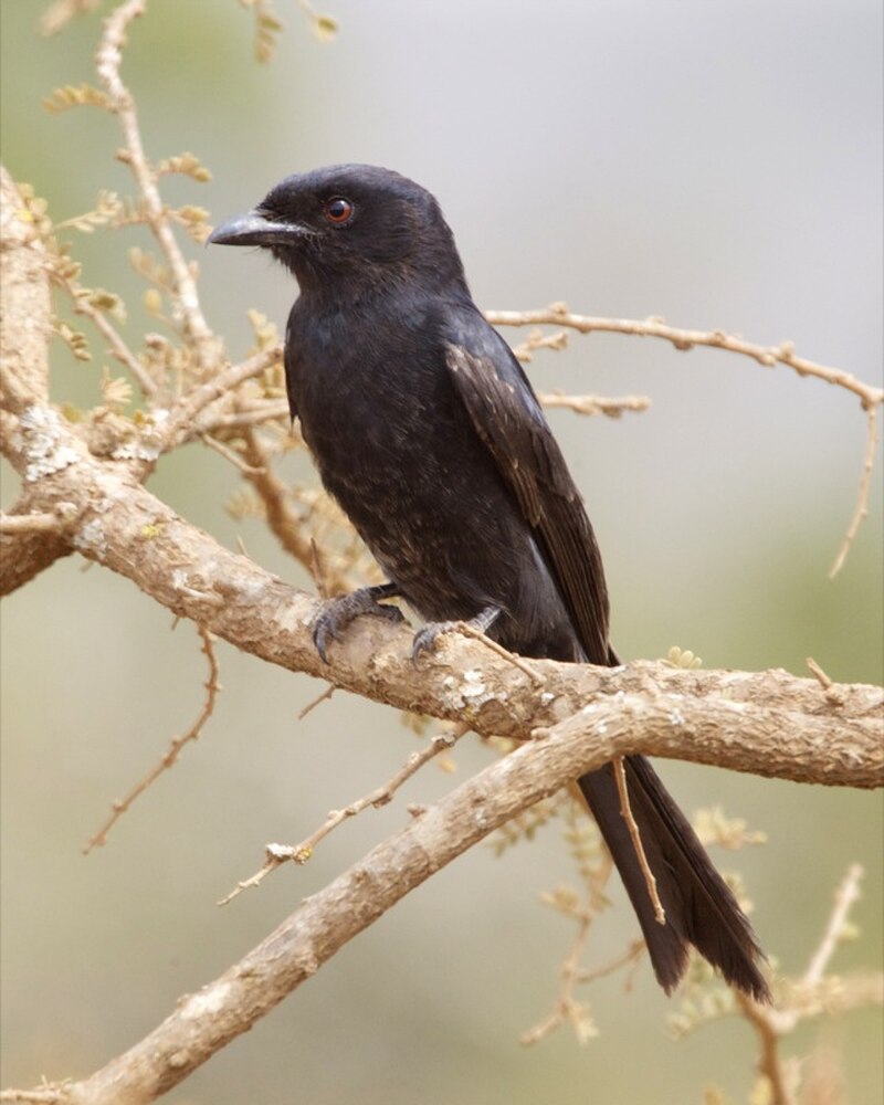 Fork-tailed Drongo (Dicrurus adsimilis) photo