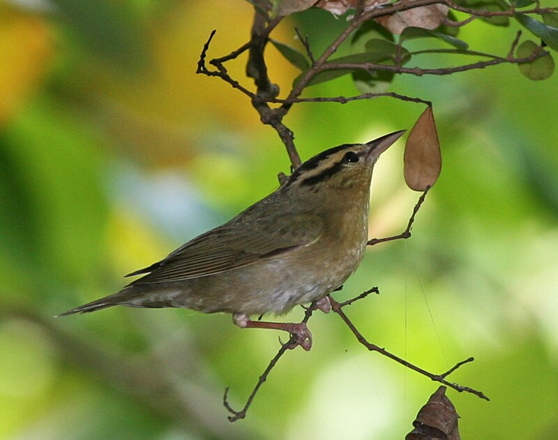 Worm-eating Warbler (Helmitheros vermivorum) photo