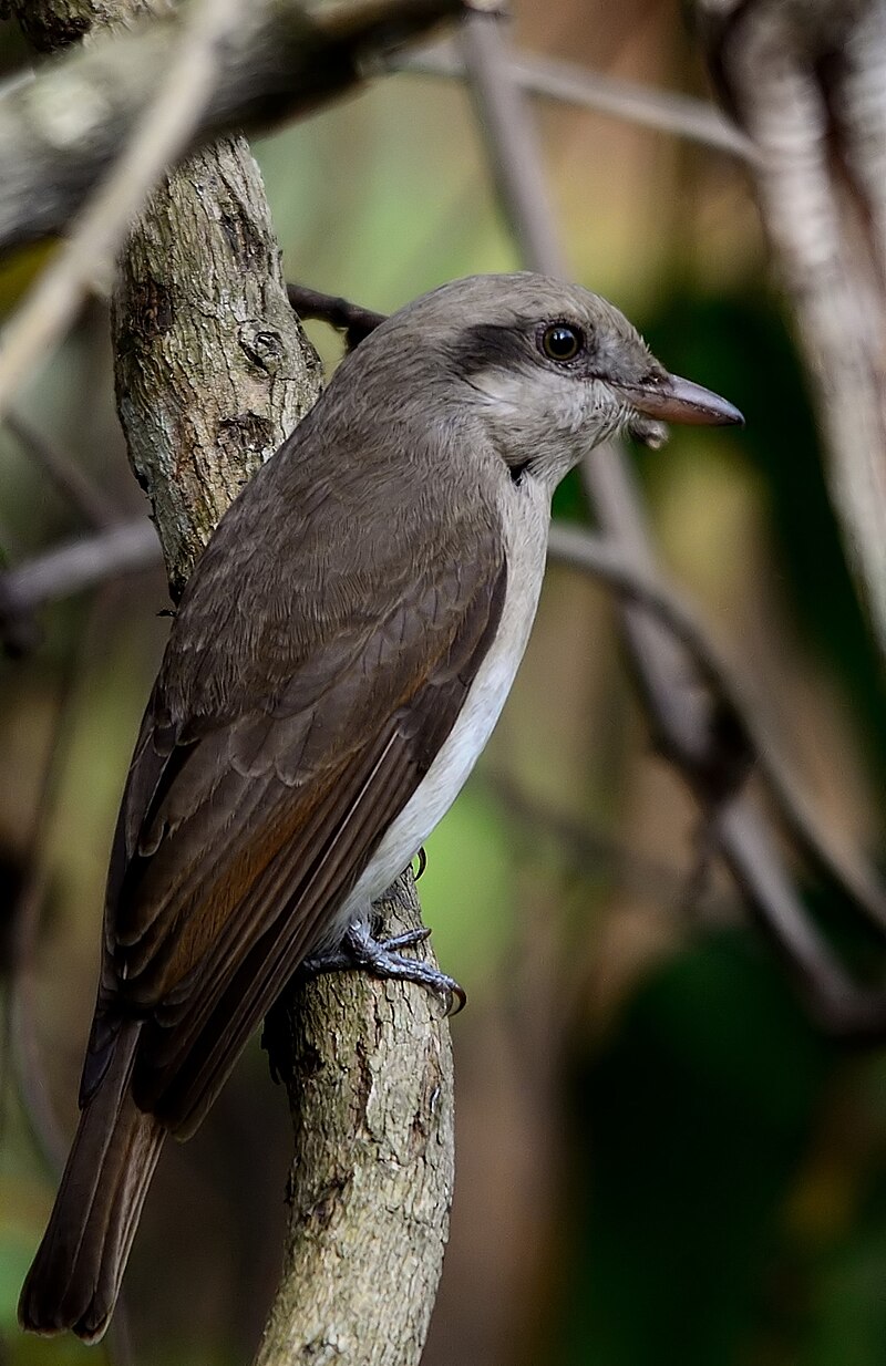Large Woodshrike (Tephrodornis virgatus) photo