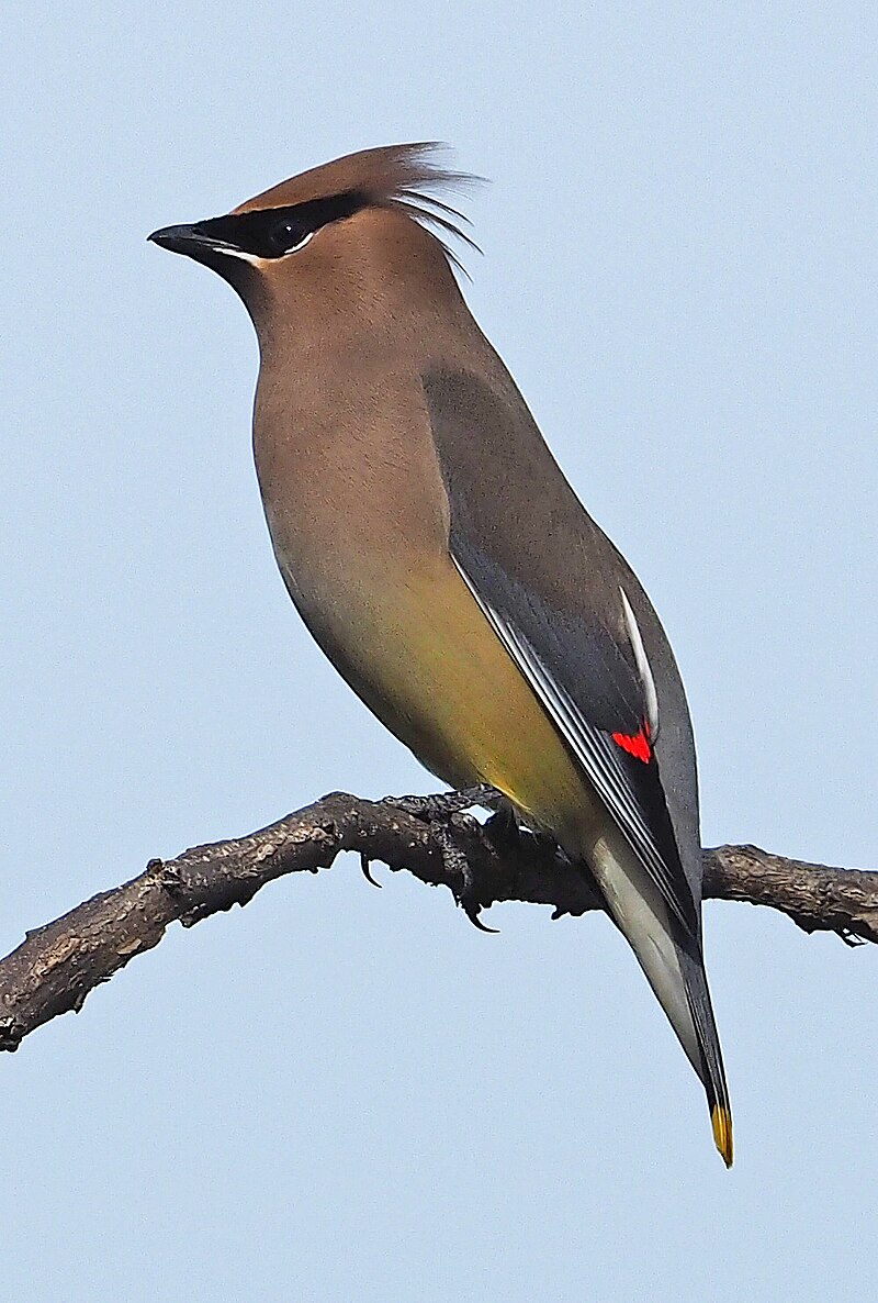 Cedar Waxwing (Bombycilla cedrorum) photo
