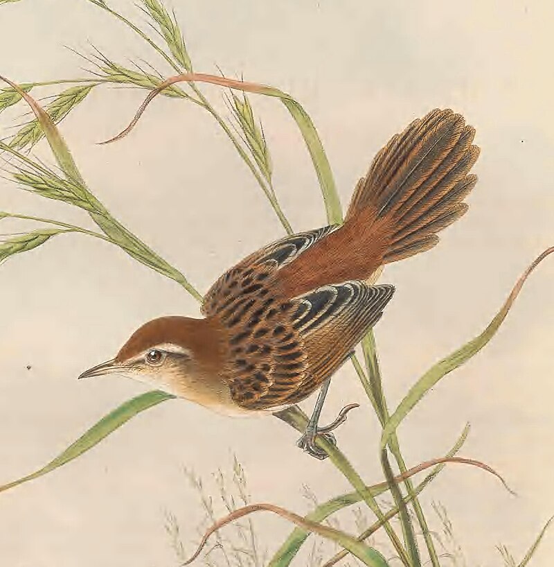 Fly River Grassbird (Poodytes albolimbatus) photo