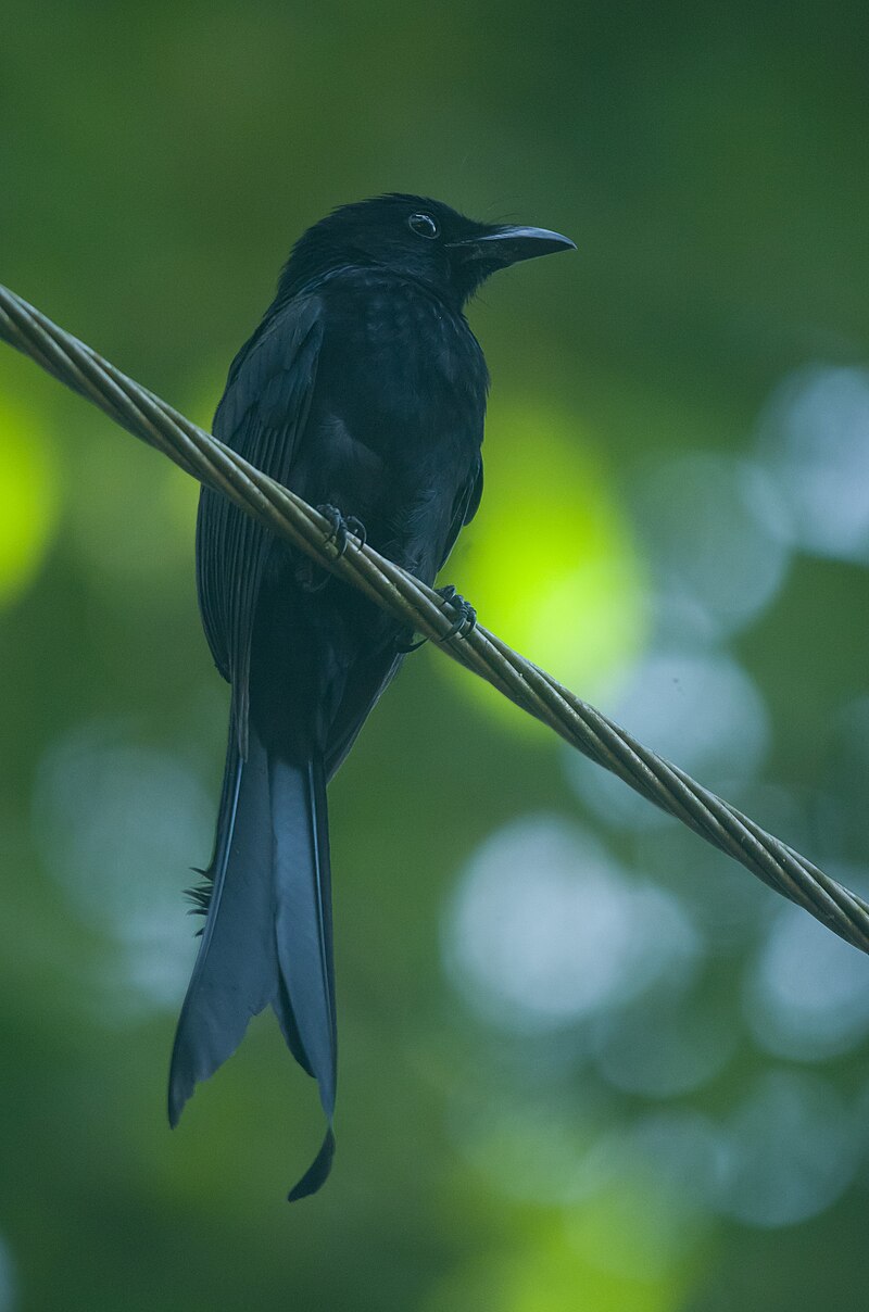 Andaman Drongo (Dicrurus andamanensis) photo