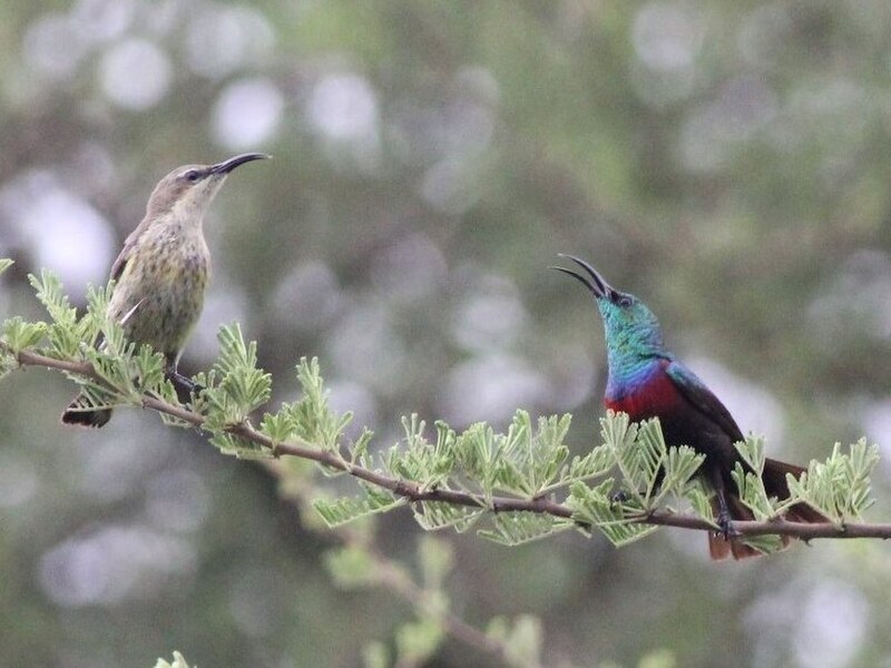 Shelley's Sunbird (Cinnyris shelleyi) photo