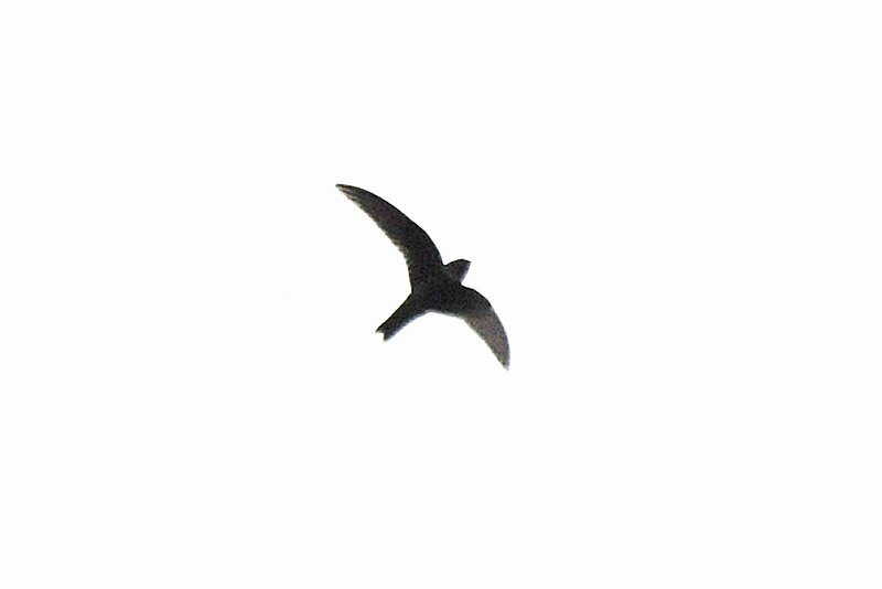 White-chested Swift (Cypseloides lemosi) photo