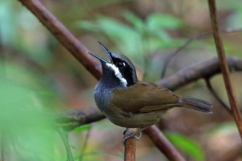 Crossley's Vanga (Mystacornis crossleyi) photo