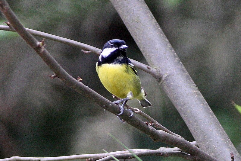 Yellow-bellied Tit (Periparus venustulus) photo