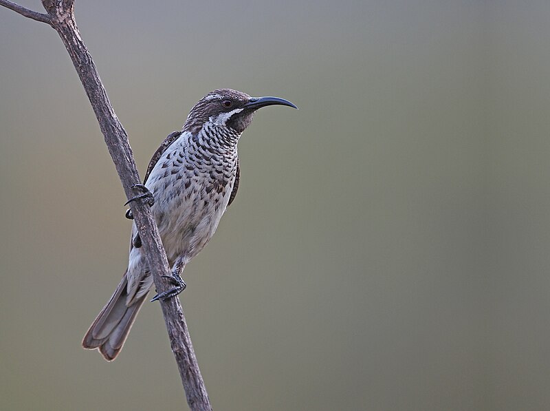 Socotra Sunbird (Chalcomitra balfouri) photo