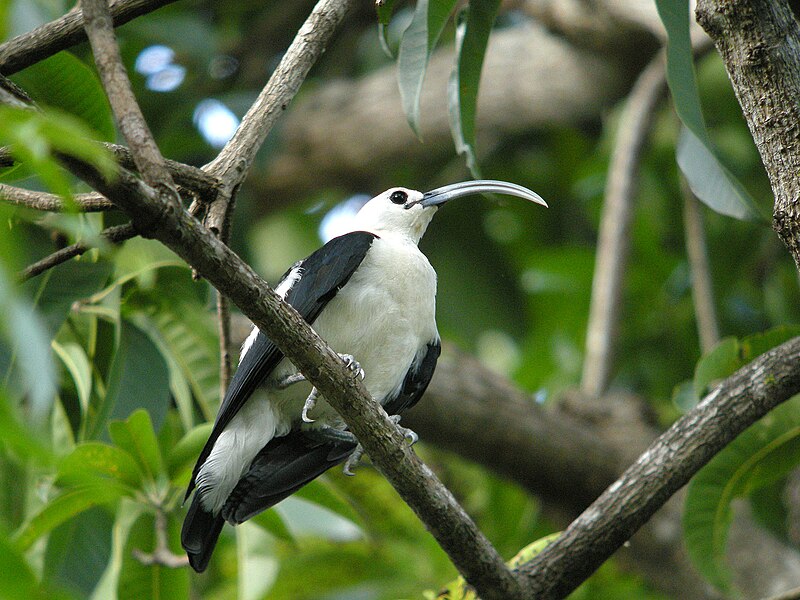 Sickle-billed Vanga (Falculea palliata) photo