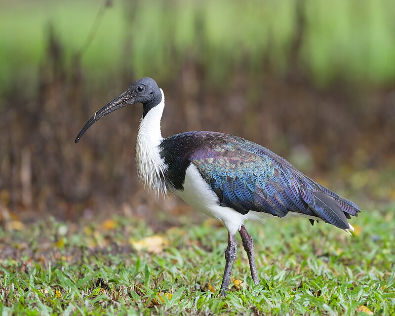 Straw-necked Ibis (Threskiornis spinicollis) photo
