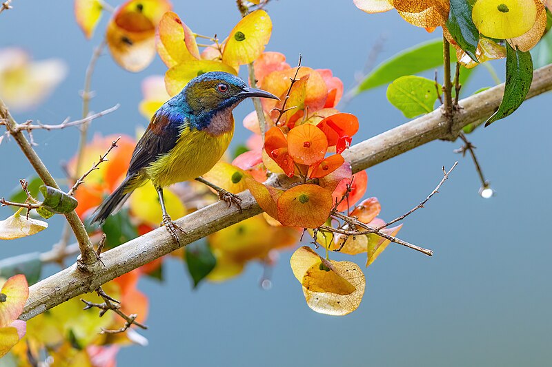 Brown-throated Sunbird (Anthreptes malacensis) photo
