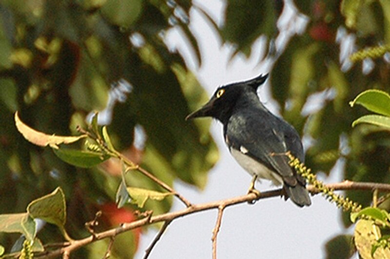 Black-and-white Shrike-flycatcher (Bias musicus) photo