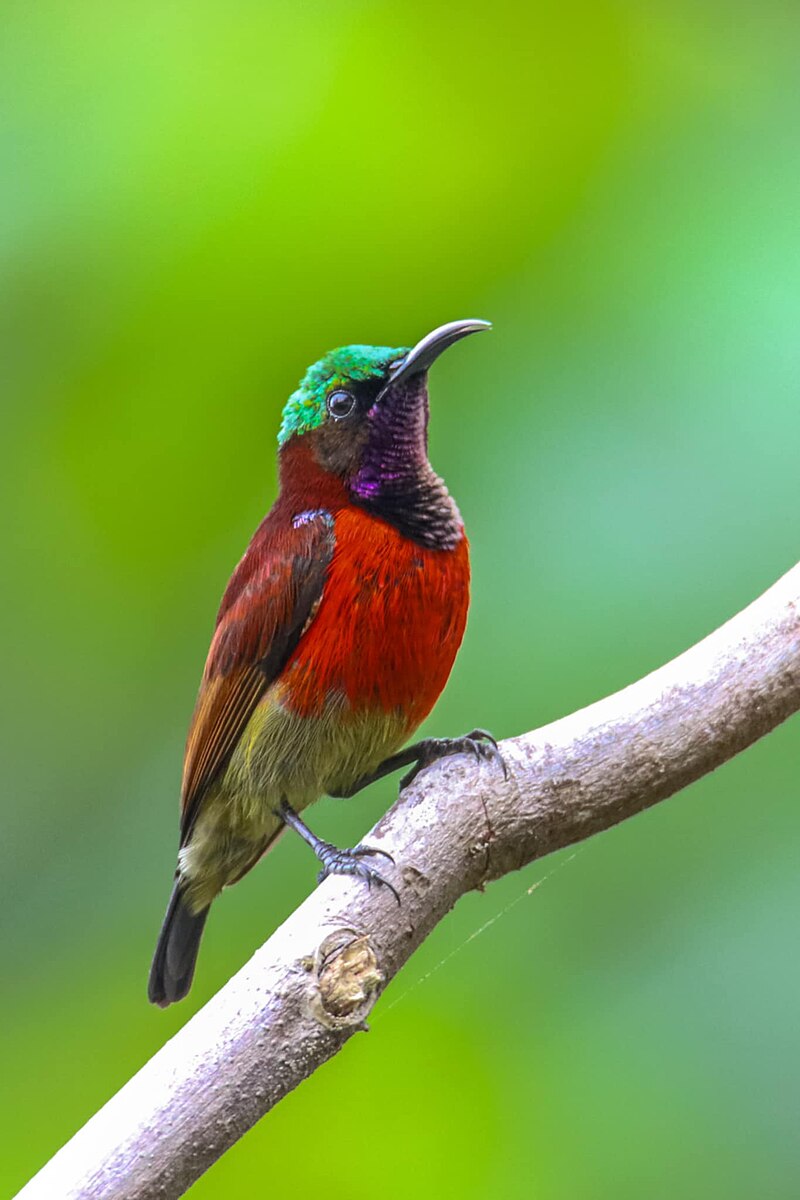 Purple-throated Sunbird (Leptocoma sperata) photo