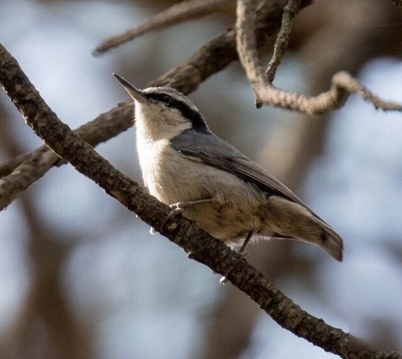 Yunnan Nuthatch (Sitta yunnanensis) photo