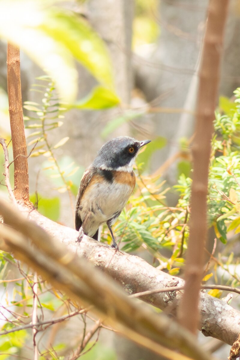 Malawi Batis (Batis dimorpha) photo