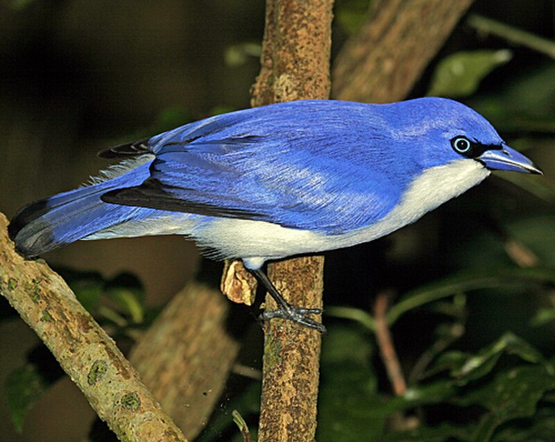 Madagascar Blue Vanga (Cyanolanius madagascarinus) photo