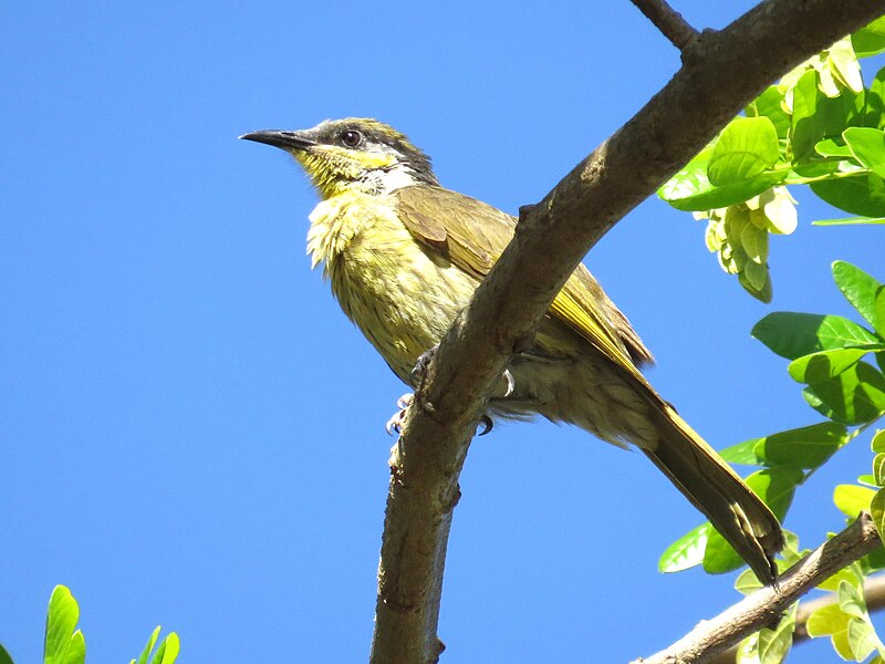 Varied Honeyeater (Gavicalis versicolor) photo