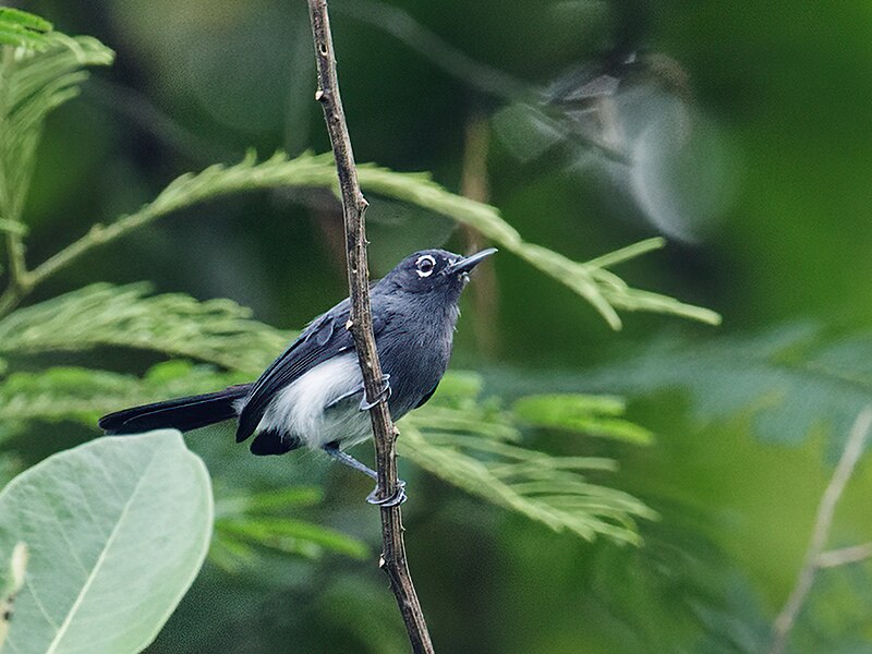 Slate-throated Gnatcatcher (Polioptila schistaceigula) photo