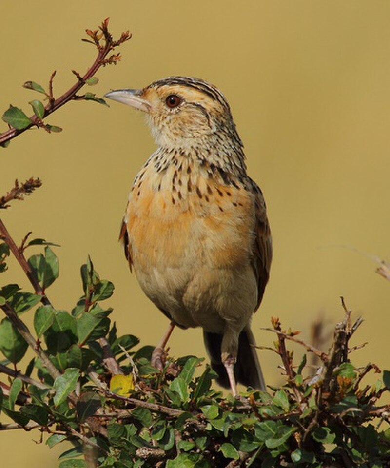 Red-winged Lark (Corypha hypermetra) photo