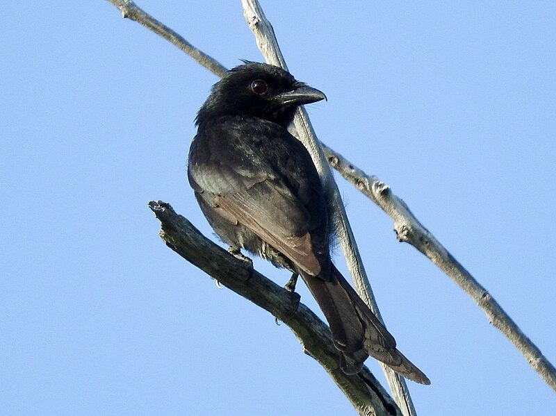 Aldabra Drongo (Dicrurus aldabranus) photo