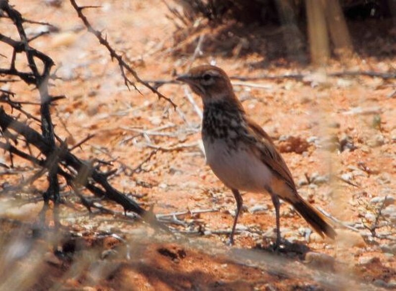 Red Lark (Calendulauda burra) photo