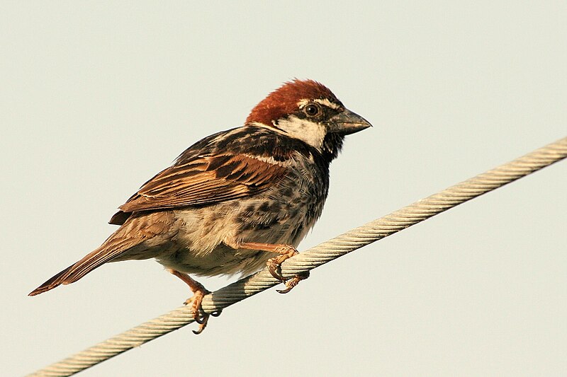 Spanish Sparrow (Passer hispaniolensis) photo