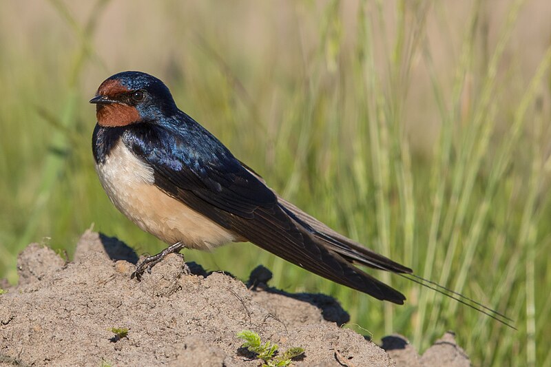 Barn Swallow (Hirundo rustica) photo