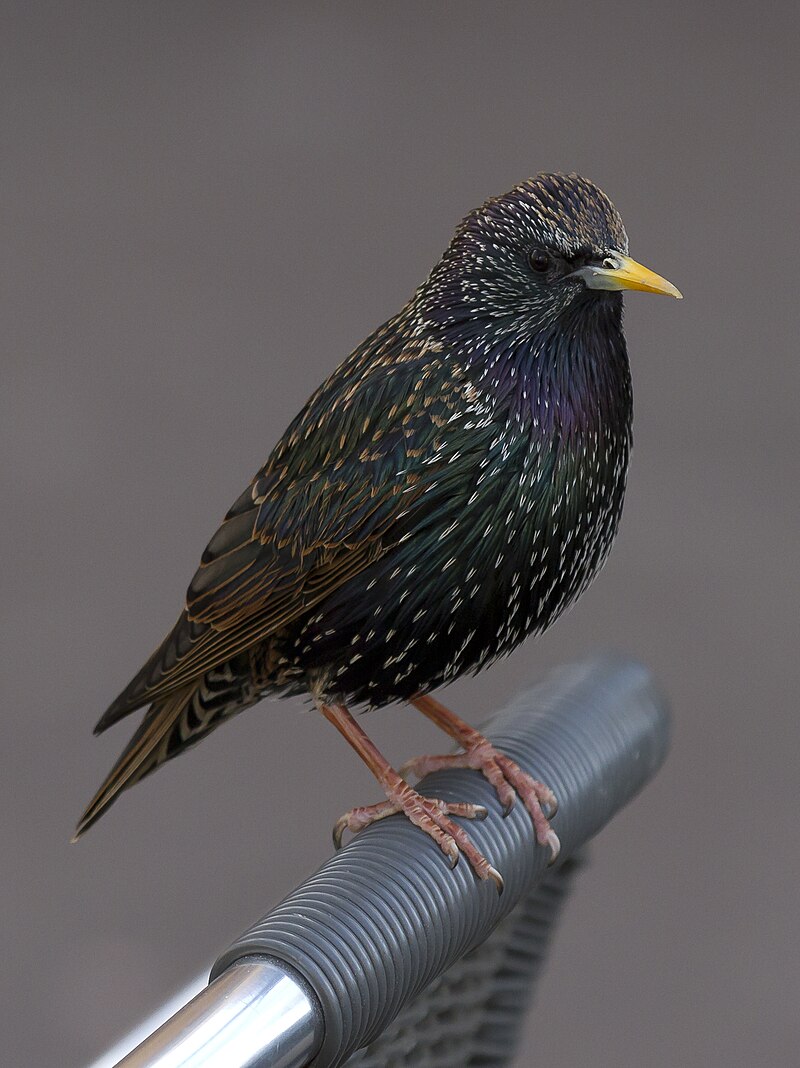 European Starling (Sturnus vulgaris) photo