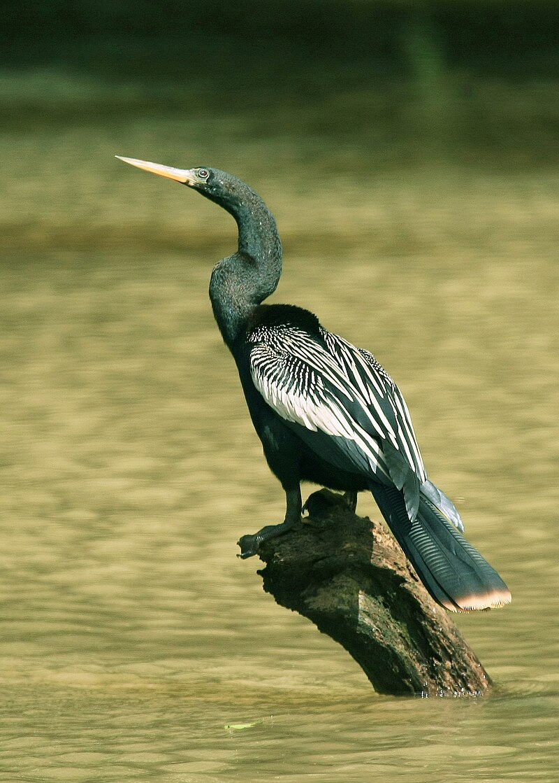 Anhinga (Anhinga anhinga) photo
